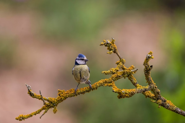 Cyanistes caeruleus El herrerillo común es una especie de ave paseriforme de la familia Paridae.