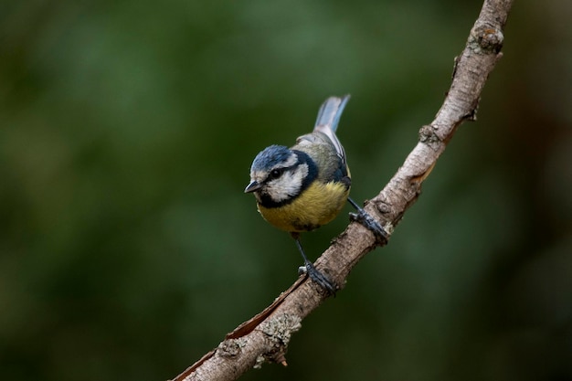 Cyanistes caeruleus - El herrerillo común es una especie de ave paseriforme de la familia Paridae.