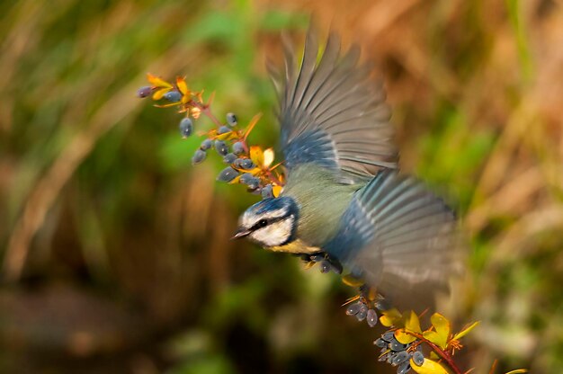 Cyanistes caeruleus - El herrerillo común es una especie de ave paseriforme de la familia Paridae.