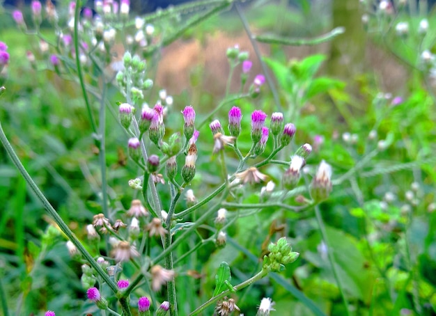 Foto cyanthillium cinereum planta de flores em árvore pouco ironweed e poovamkurunnal ou poovamkurunnila