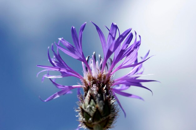 Cyanus segetum Kornblume Blumenhintergrund