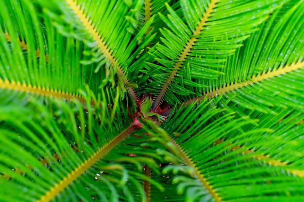 Cycad exótica palmera en un jardín