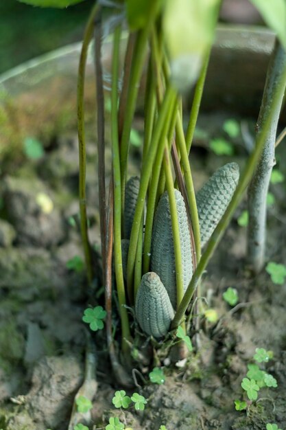 Foto cycas revolta rey cono de semilla de palma de sagú