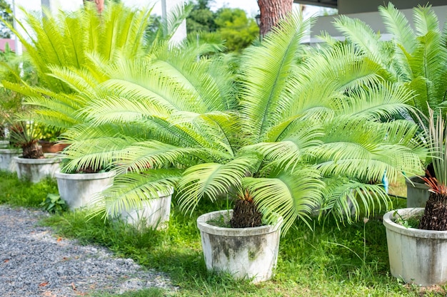 Cycas revoluta Sagopalme King Sago Sago Cycad Japanische Sagopalme im botanischen Garten