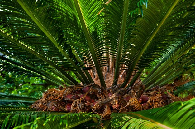 Cycas Revoluta weibliche Kegel und Samen aus der Nähe