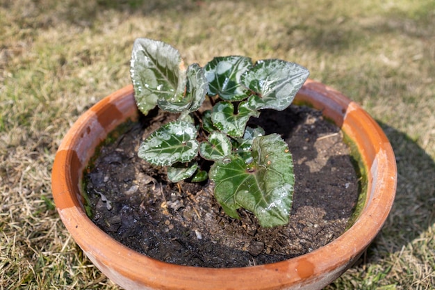 Cyclamen belas plantas na primavera