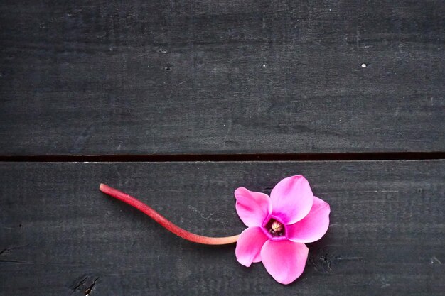 Cyclamen-Blume auf schwarzem schäbigem Holzhintergrund Eine Blume mit fünf Blütenblättern Stängel ohne Blätter Kopierbereich Schöne Blumenkarte mit Alpenveilchen Rustikaler pastoraler Stil in der französischen Provence