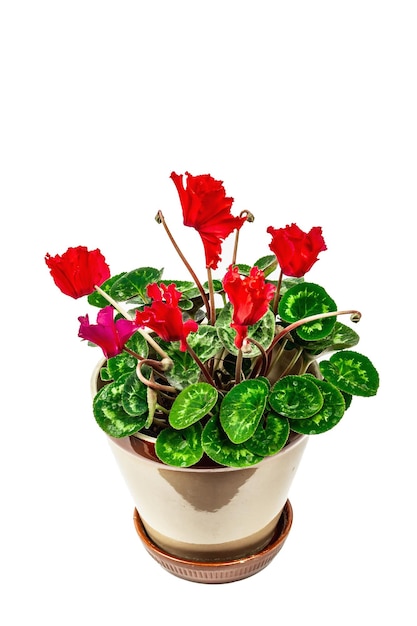 Cyclamen em um vaso de planta isolado no fundo branco Planta de casa de floração vermelha