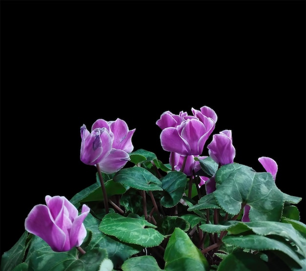 Cyclamen persa em um fundo isolado preto