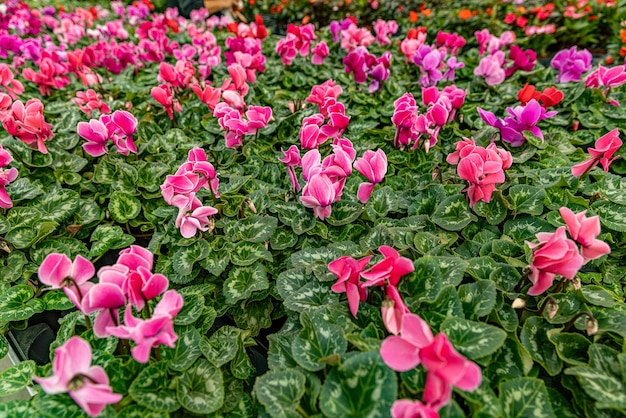 Cyclamen persicum blüht