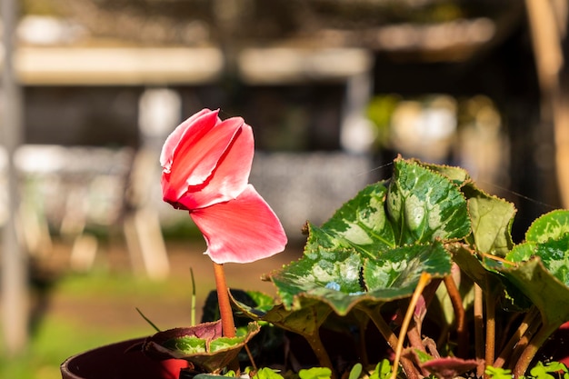 Cyclamen rosa con blanco en una maceta en el invernadero de flores del vivero de jardín y el ciclamen floreciente en