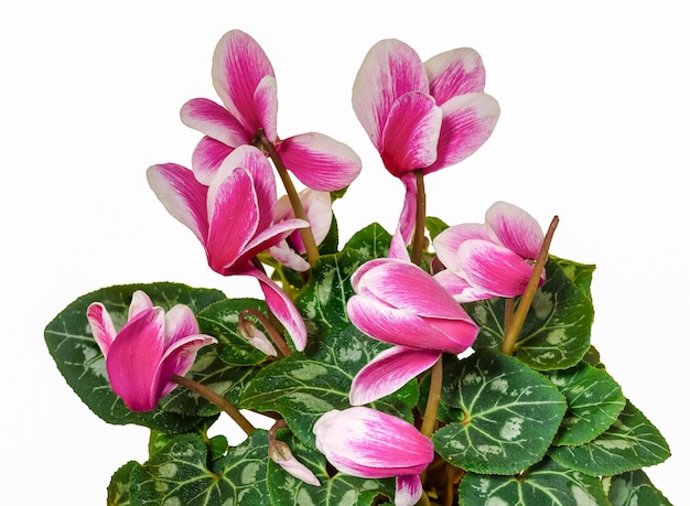 Cyclamen-rosa Blüten auf weißem Hintergrund