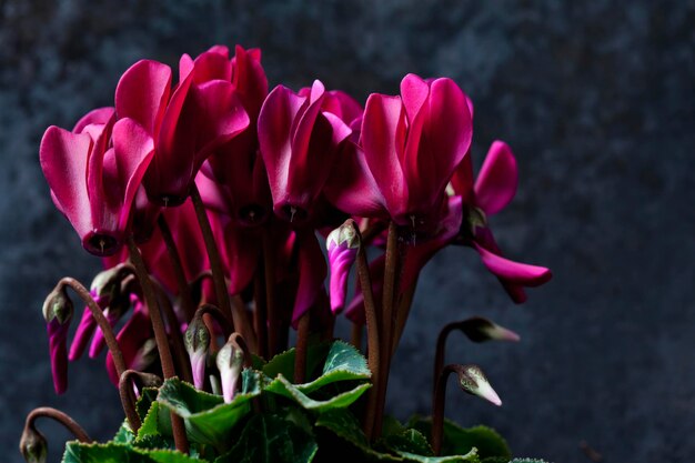 Cyclamen rosa na frente do chão escuro