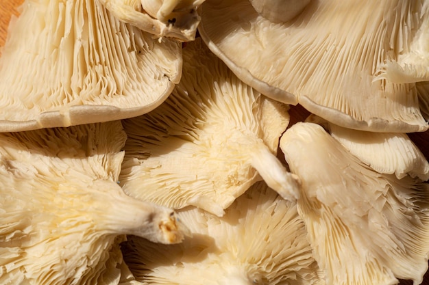 Cyclocybe aegerita in Makroschuss