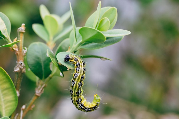 Foto cydalima perspectalis, bekannt als kastenmotte