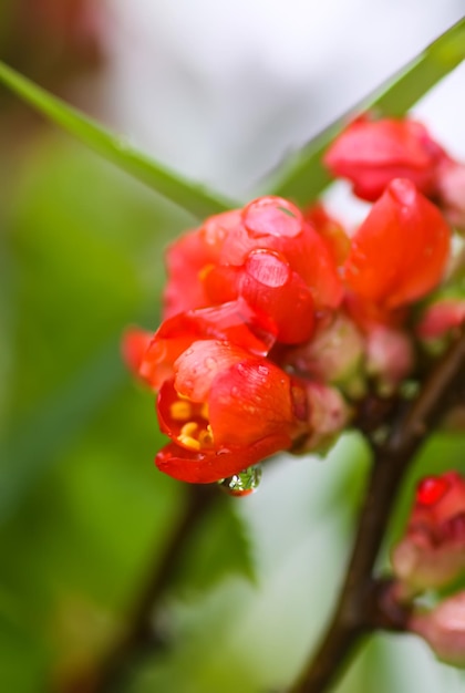 Cydonia oder Chaenomeles japonica oder Superba blüht im Frühlingspark Schöner Naturhintergrund Frühling auf dem Land