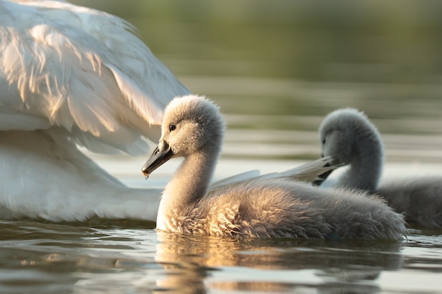 Cygnets en el agua durante la puesta de sol