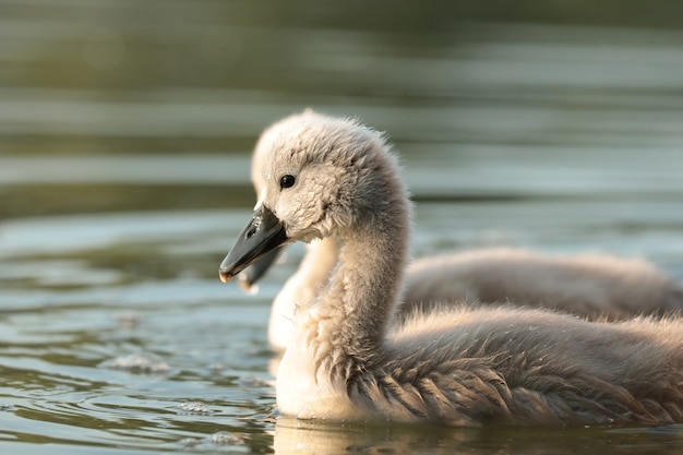 Cygnets auf dem Wasser bei Sonnenuntergang