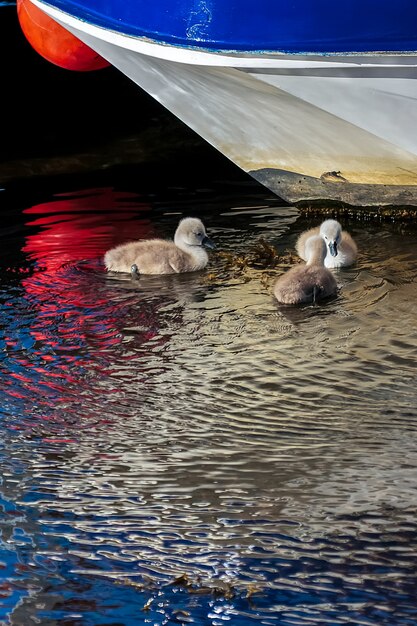 Cygnets do cisne mudo (cygnus olor)