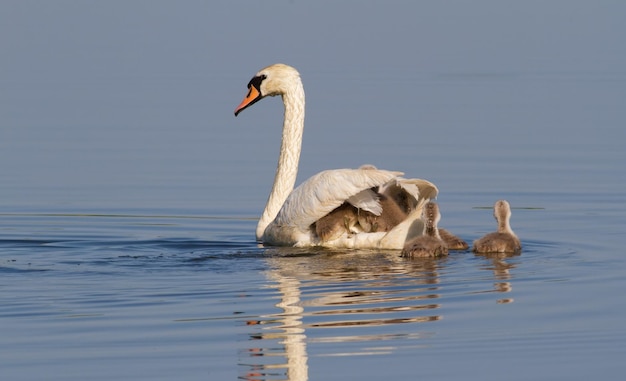 Cygnus olor Cisne mudo Temprano en la mañana el cisne hembra con sus polluelos nadando en el río