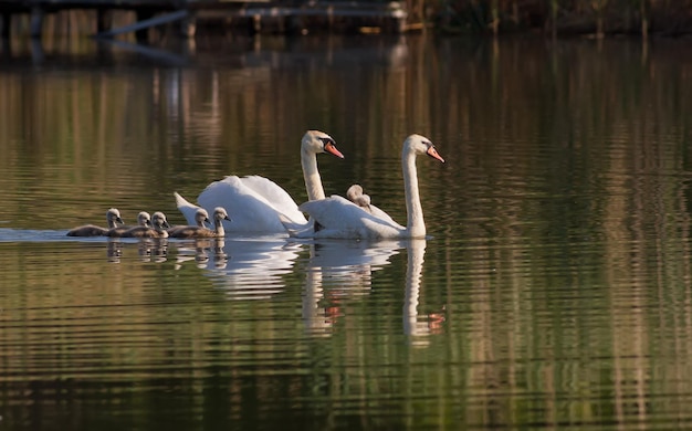 Cygnus olor Mute Swan No início da manhã, uma família de cisnes com seus filhotes flutua no rio