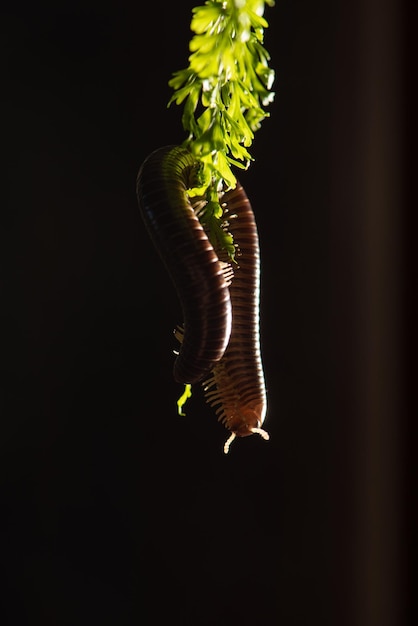 Foto cylindrical millipede um belo espécime de centopéia cilíndrica marrom pendurado em um foco seletivo de folha verde