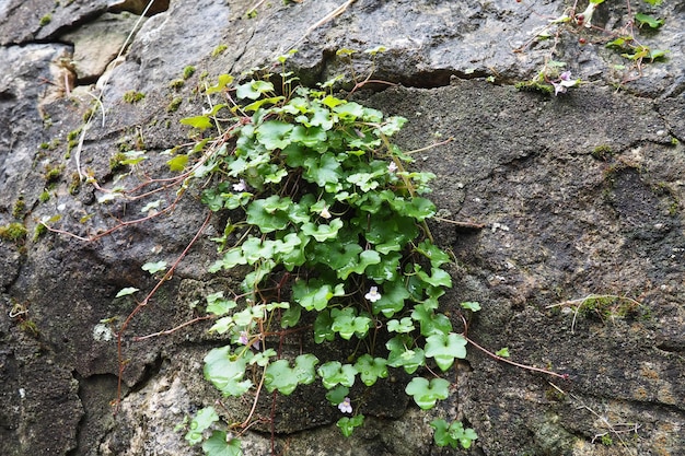 Cymbalaria cymbalum é um gênero de plantas herbáceas na família Plantain Plantaginaceae comum no Mediterrâneo Cymbalaria saxifrage cultivada em uma parede de pedra Pequenas folhas verdes à sombra