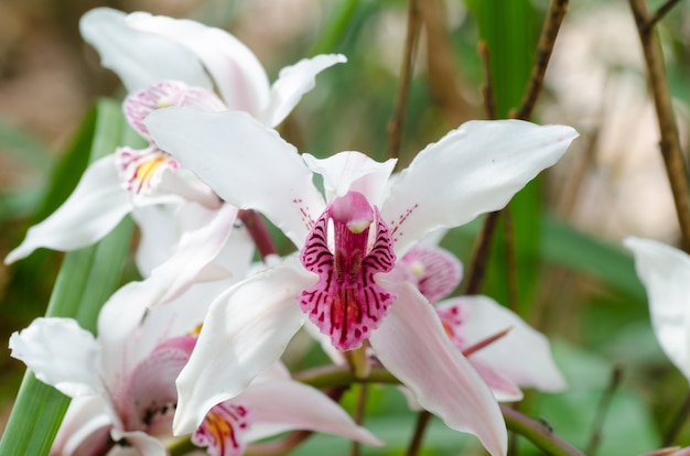 Cymbidium insigne orquídea