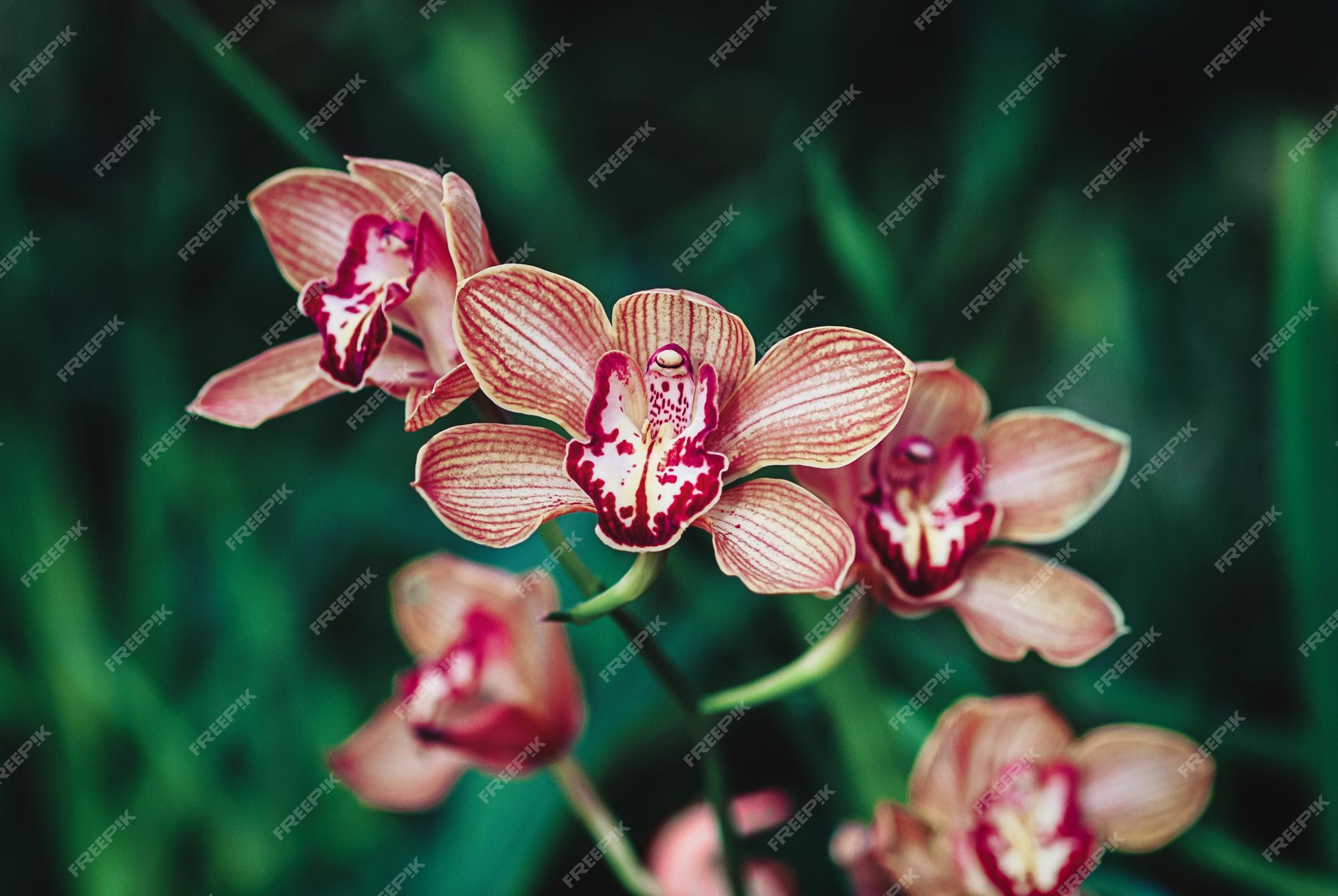 Cymbidium (orquídea de barco) flores marrom-alaranjadas no jardim de  orquídeas, closeup | Foto Premium