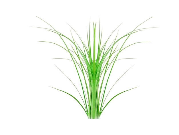 Cymbopogon martinii o planta verde palmarosa aislada sobre un fondo blanco