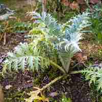 Foto cynara es un género de plantas perennes similares a cardo en la familia asteraceae son nativas de la región mediterránea, oriente medio, noroeste de áfrica y las islas canarias.