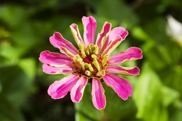 Cynia-Blume in einem Sommergartenabschluß oben