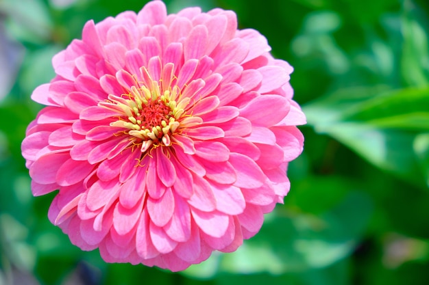Cynia es una flor rosa brillante sobre fondo verde.