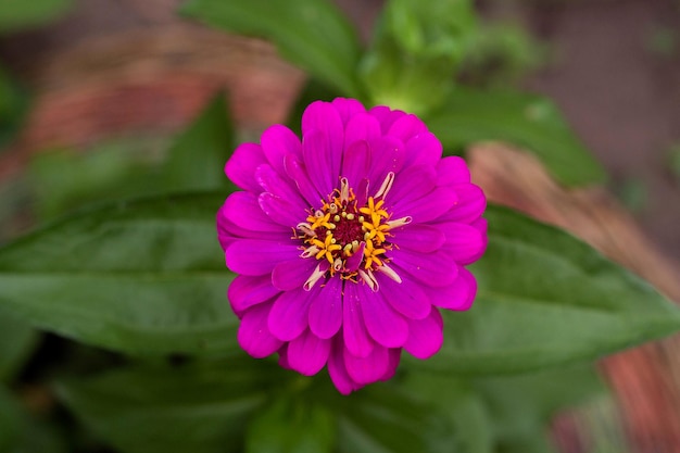 Cynia roxa no jardim