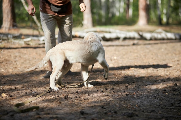 Cynologist entrena a un golden retriever en el parque en verano. Cachorro de golden retriever con adiestrador de perros.