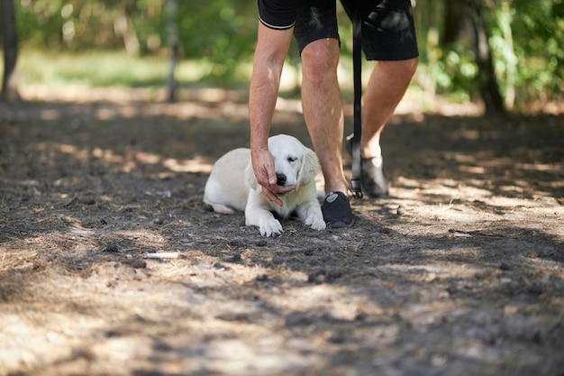 Cynologist entrena a un golden retriever en el parque en verano. Cachorro de golden retriever con adiestrador de perros.