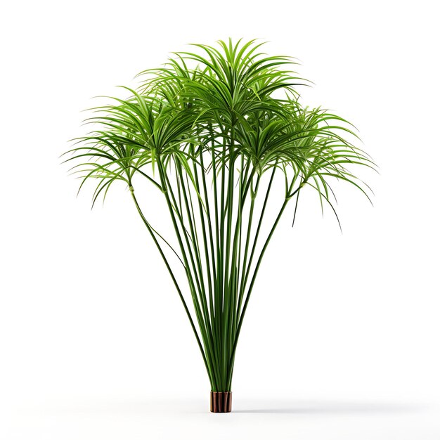 Cyperus Alternifolius Floresta Verde um buquê de papo de guarda-chuva isolado em fundo branco Limpo