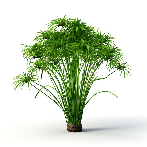 Cyperus Alternifolius Floresta Verde um buquê de papo de guarda-chuva isolado em fundo branco Limpo