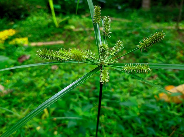 Cyperus erythrorhizos planta para la medicina herbaria