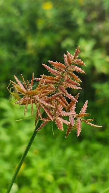 cyperus haspan en la naturaleza suave fondo borroso