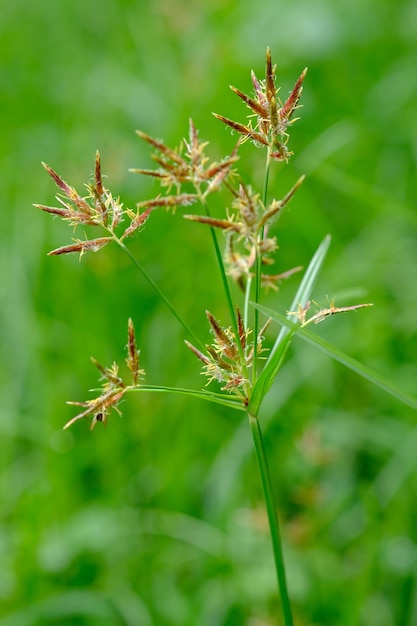 Cyperus rotundus es una especie de juncia nativa de África, el sur de Europa central y el sur de Asia.