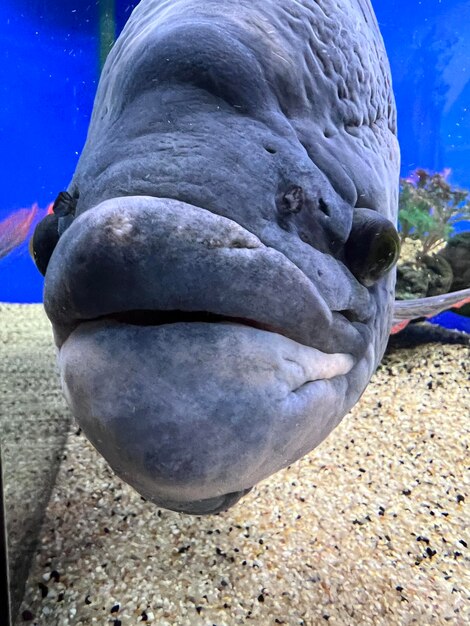 Foto cyphotilapia frontosa pescado endémico del lago tanganyika cíclido frontosa o cíclido cabeza de joroba