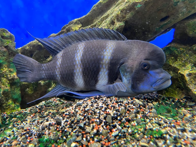 Cyphotilapia frontosa pescado endémico del lago Tanganyika Cíclido Frontosa o Cíclido Cabeza de joroba