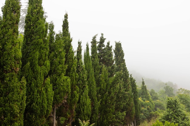 Cypress durante a névoa da manhã. Paisagem idíptica.