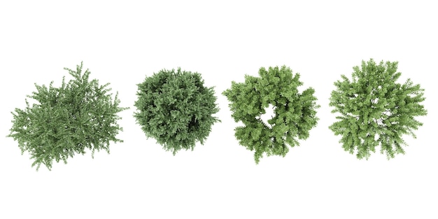 CypressBarberry BushRosmarinbäume formen Draufsicht, ausgeschnittene transparente Hintergründe 3D-Rendering