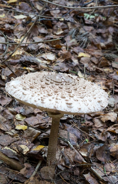 Czubajka pipa macrolepiota procera cogumelo comestível na floresta