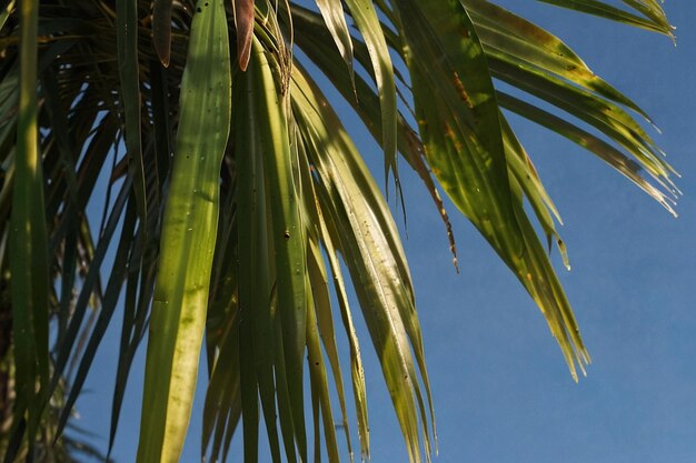 d Darstellung von Palmenblättern vor einem defokussierten Hintergrund ar c v