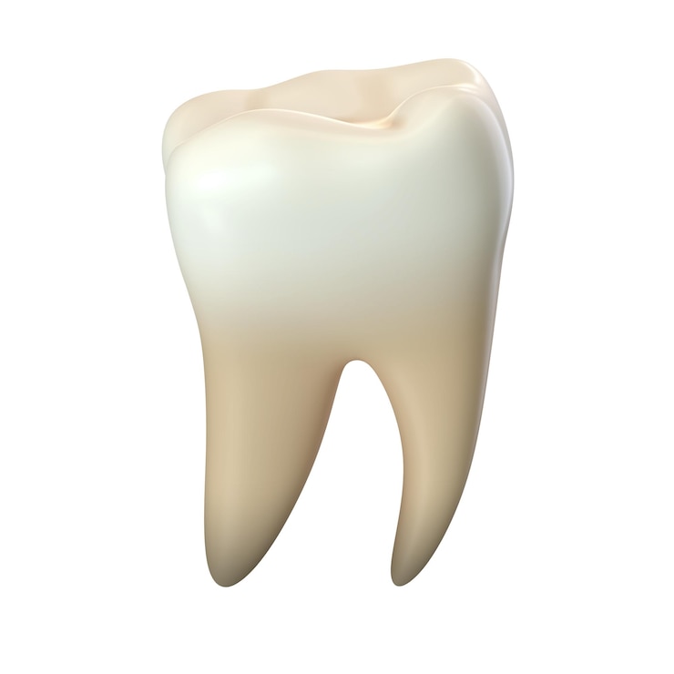 D render de un solo diente molar aislado en blanco
