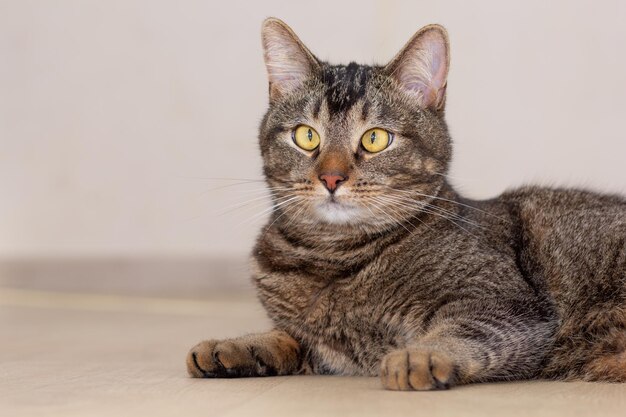 Da cintura para cima do gato olhando de lado em fundo cinza