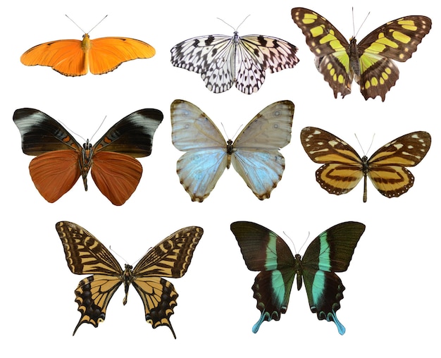 Da coleção de imagens de borboletas coloridas de diferentes tamanhos